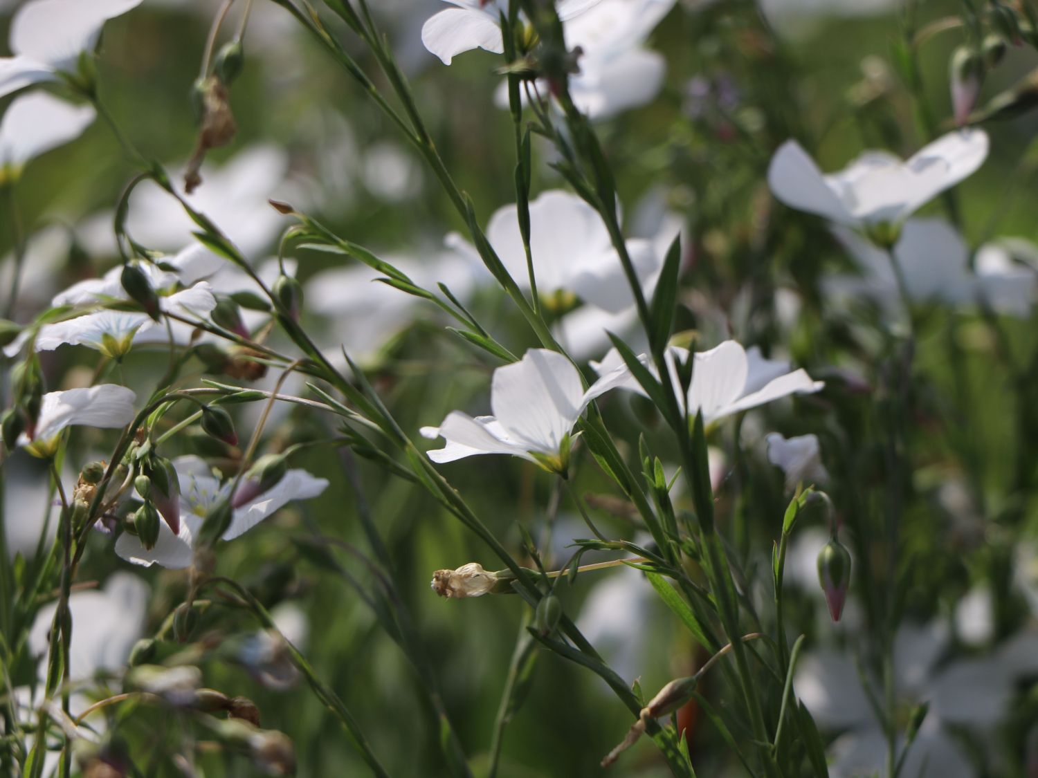 Leingewächse (Linaceae)