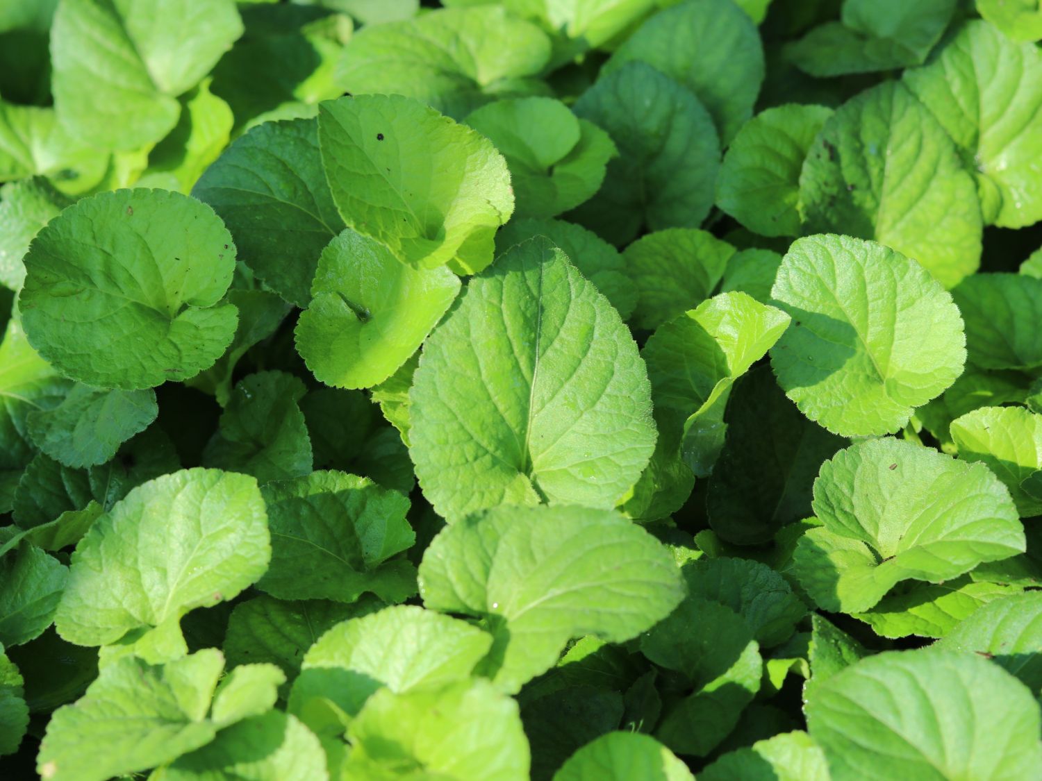 Weißblühendes Duft-Veilchen