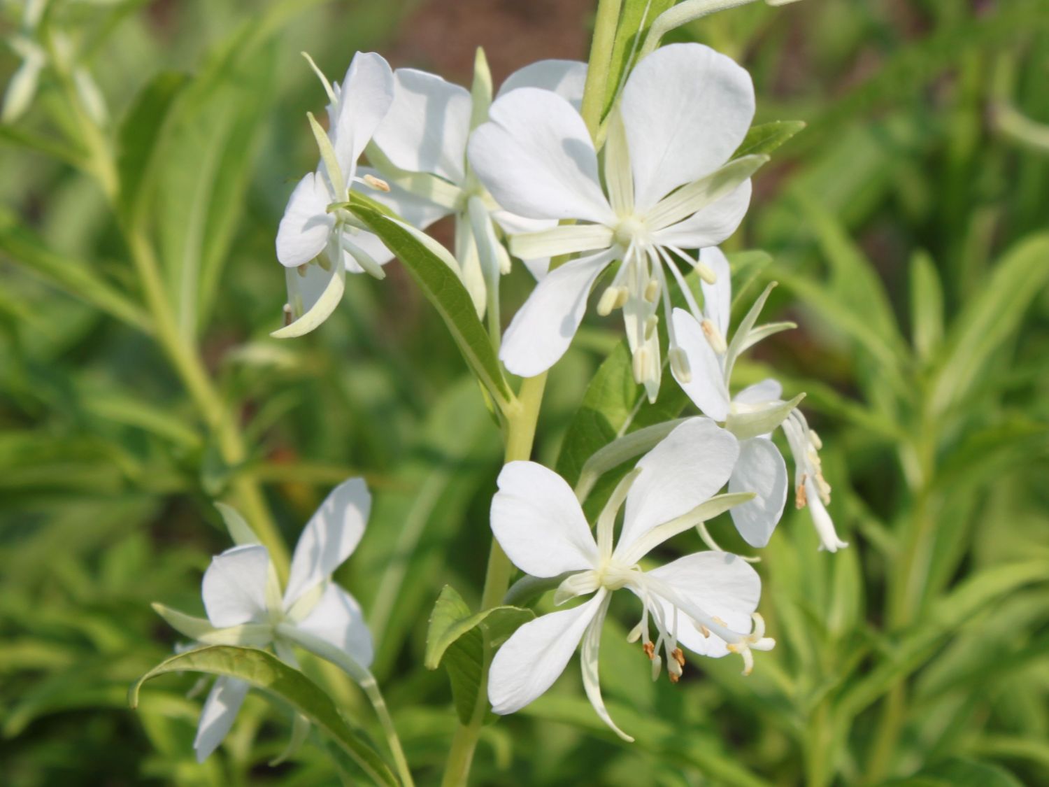 Weißblühendes Weidenröschen - Epilobium angustifolium forma albiflorum