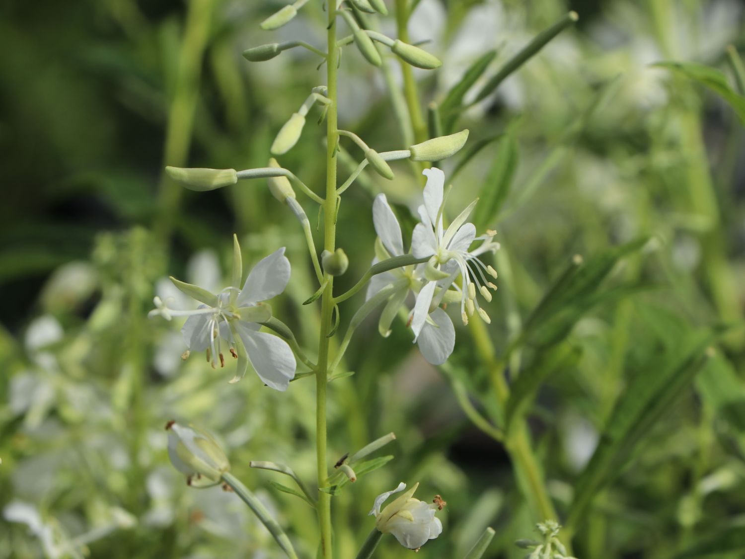 Weidenröschen (Epilobium)