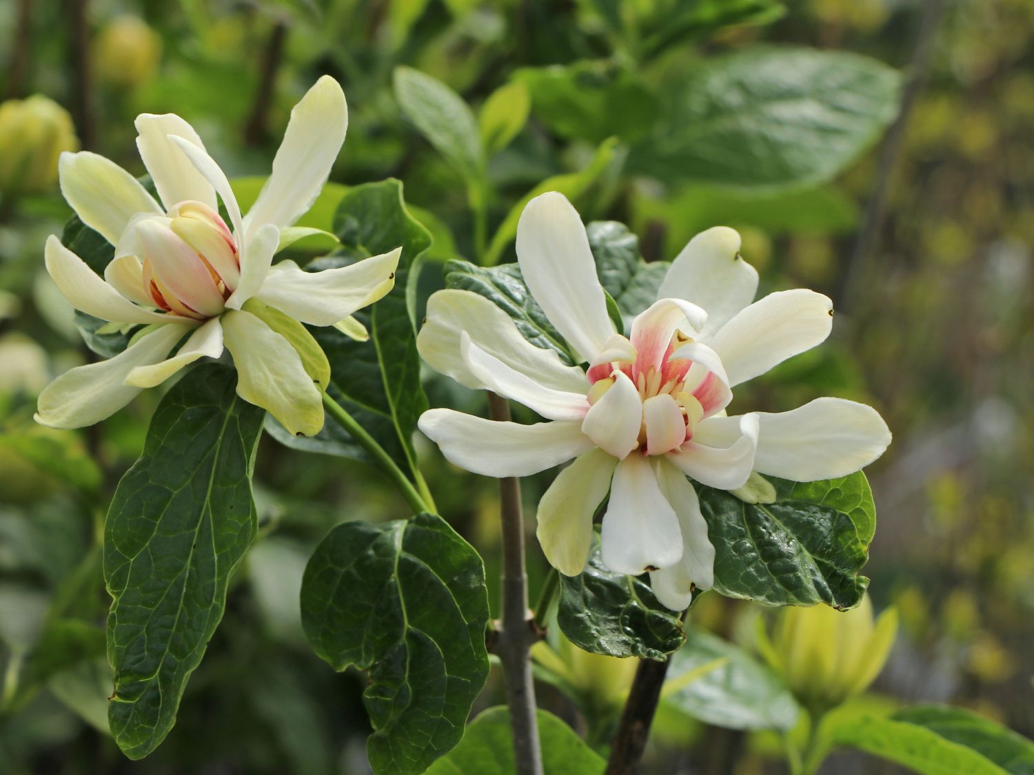 Sinocalycanthus (Sinocalycanthus)