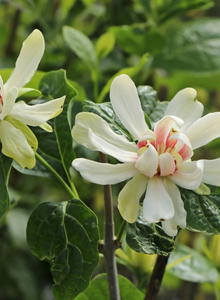 Sinocalycanthus (Sinocalycanthus)