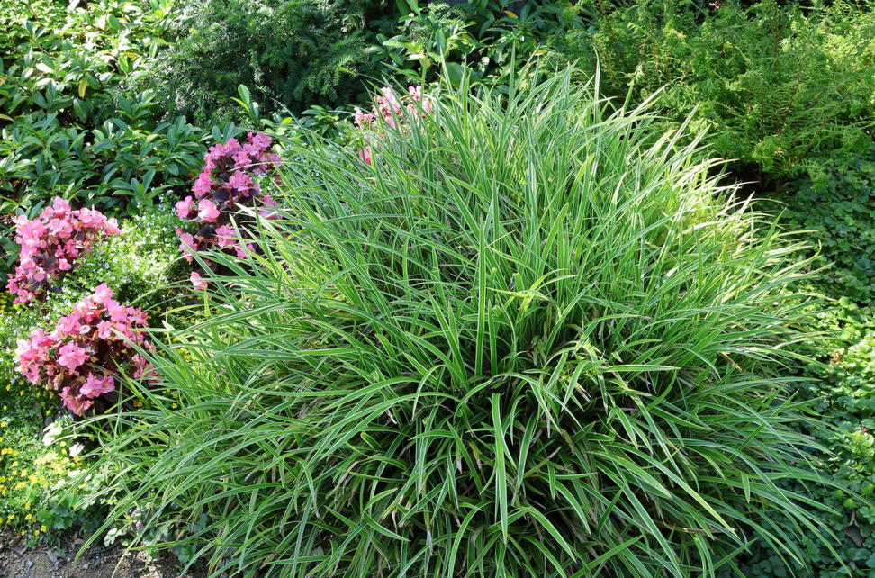 Seggen (Carex) Infos & Pflanzen dieser Gattung