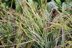 Weißbunte Japan Segge 'Variegata' - Carex morrowii 'Variegata'