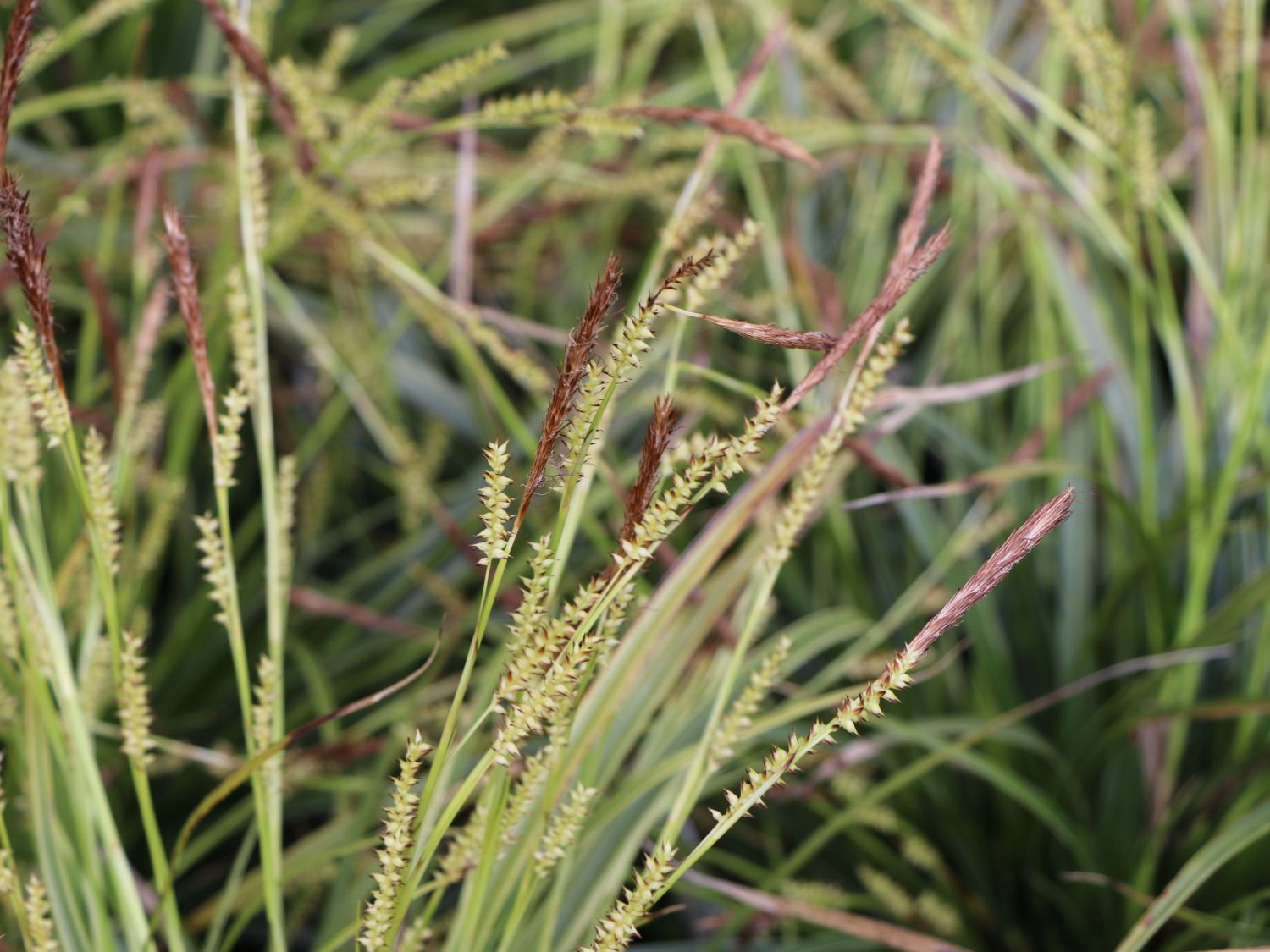 Weißbunte Japan Segge 'Variegata' - Carex morrowii 'Variegata'