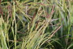 Weißbunte Japan Segge 'Variegata' - Carex morrowii 'Variegata'