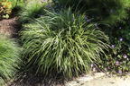 Weißbunte Japan Segge 'Variegata' - Carex morrowii 'Variegata'