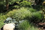 Weißbunte Japan Segge 'Variegata' - Carex morrowii 'Variegata'