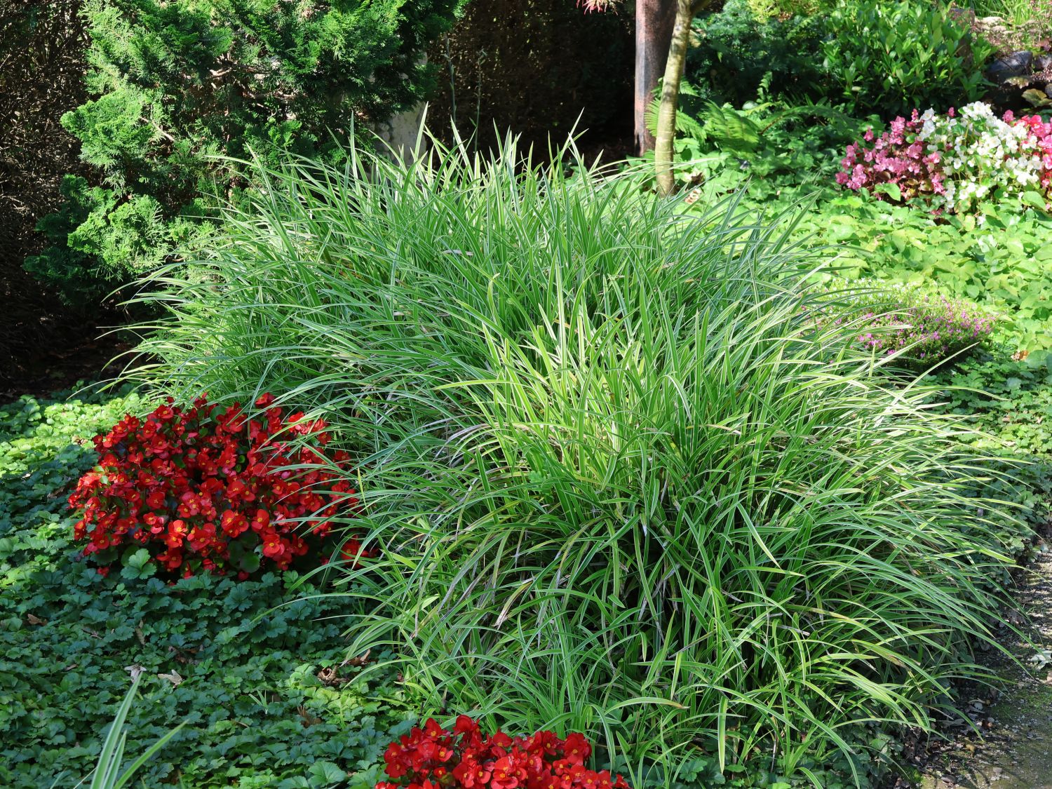 Weißbunte Japan Segge 'Variegata' - Carex morrowii 'Variegata'