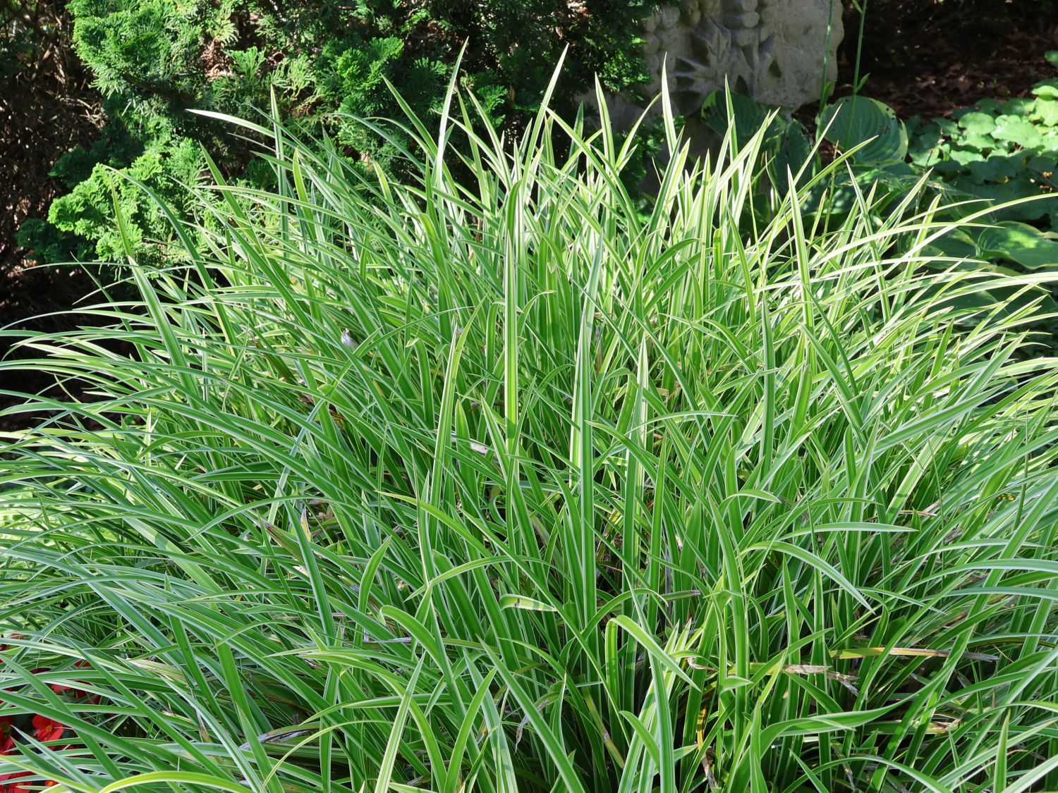Weißbunte Japan Segge 'Variegata' - Carex morrowii 'Variegata'