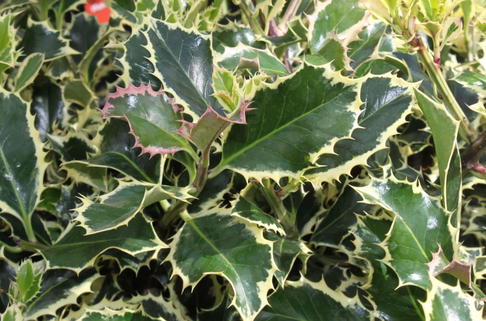 Weißbunte Stechpalme 'Argentea Marginata' - Ilex aquifolium 'Argentea Marginata'