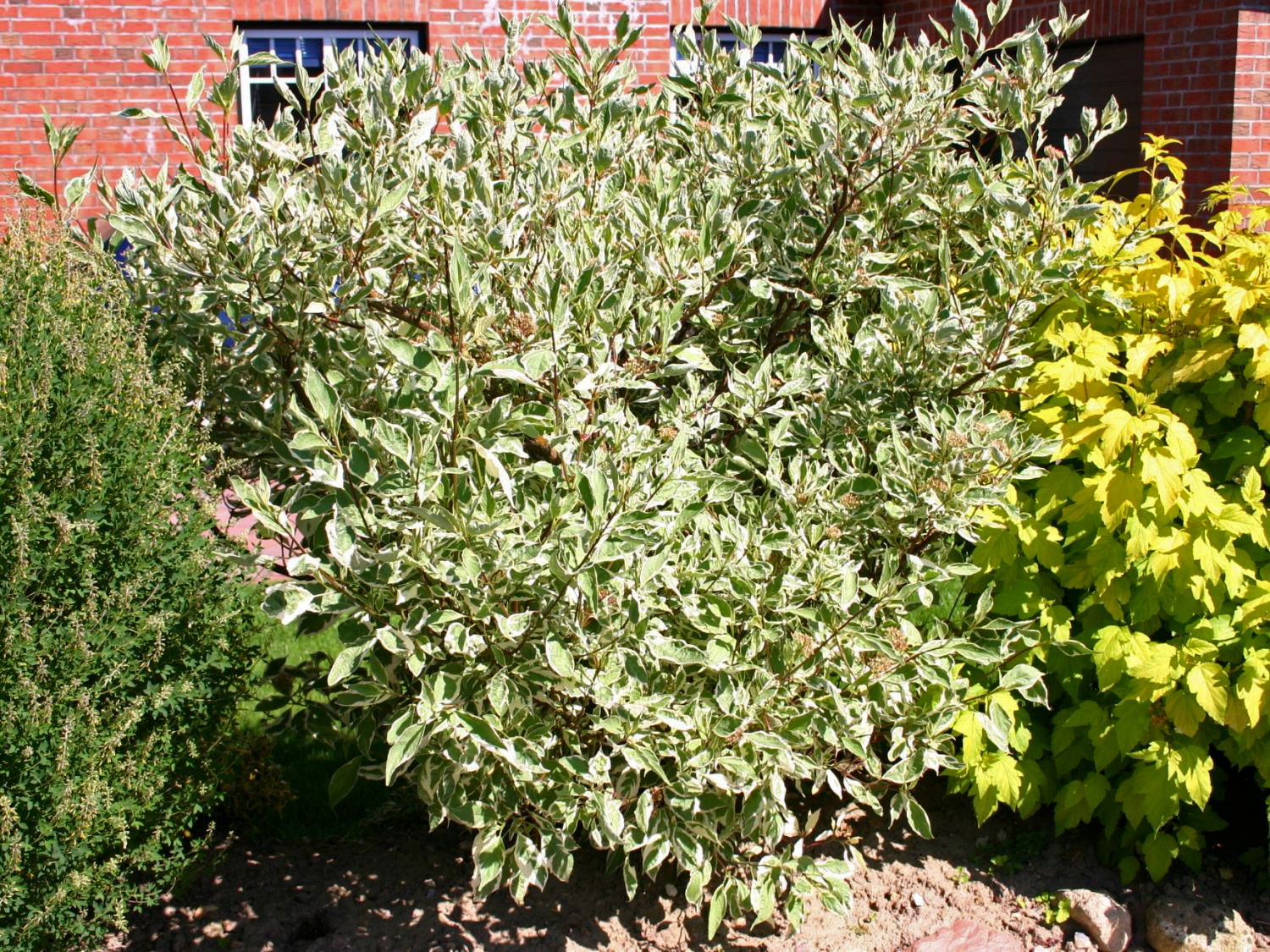 Weißbunter Hartriegel Buntstifter 'Elegantissima' - Cornus alba Buntstifter 'Elegantissima'