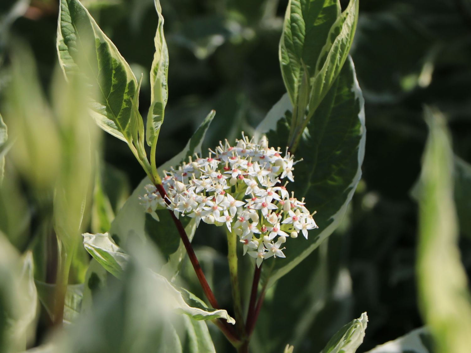Weißbunter Hartriegel Buntstifter 'Elegantissima' - Cornus alba Buntstifter 'Elegantissima'