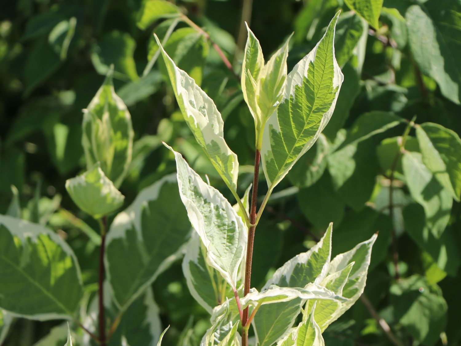Weißbunter Hartriegel Buntstifter 'Elegantissima' - Cornus alba Buntstifter 'Elegantissima'