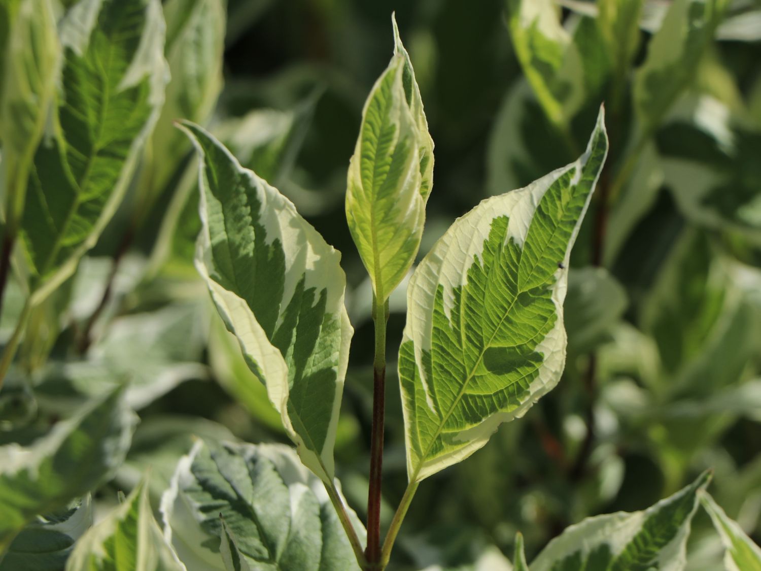 Weißbunter Hartriegel Buntstifter 'Elegantissima' - Cornus alba Buntstifter 'Elegantissima'