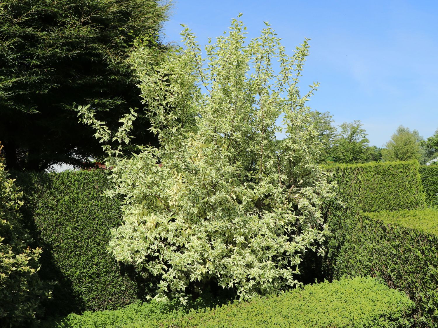 Weißbunter Hartriegel Buntstifter 'Elegantissima' - Cornus alba Buntstifter 'Elegantissima'