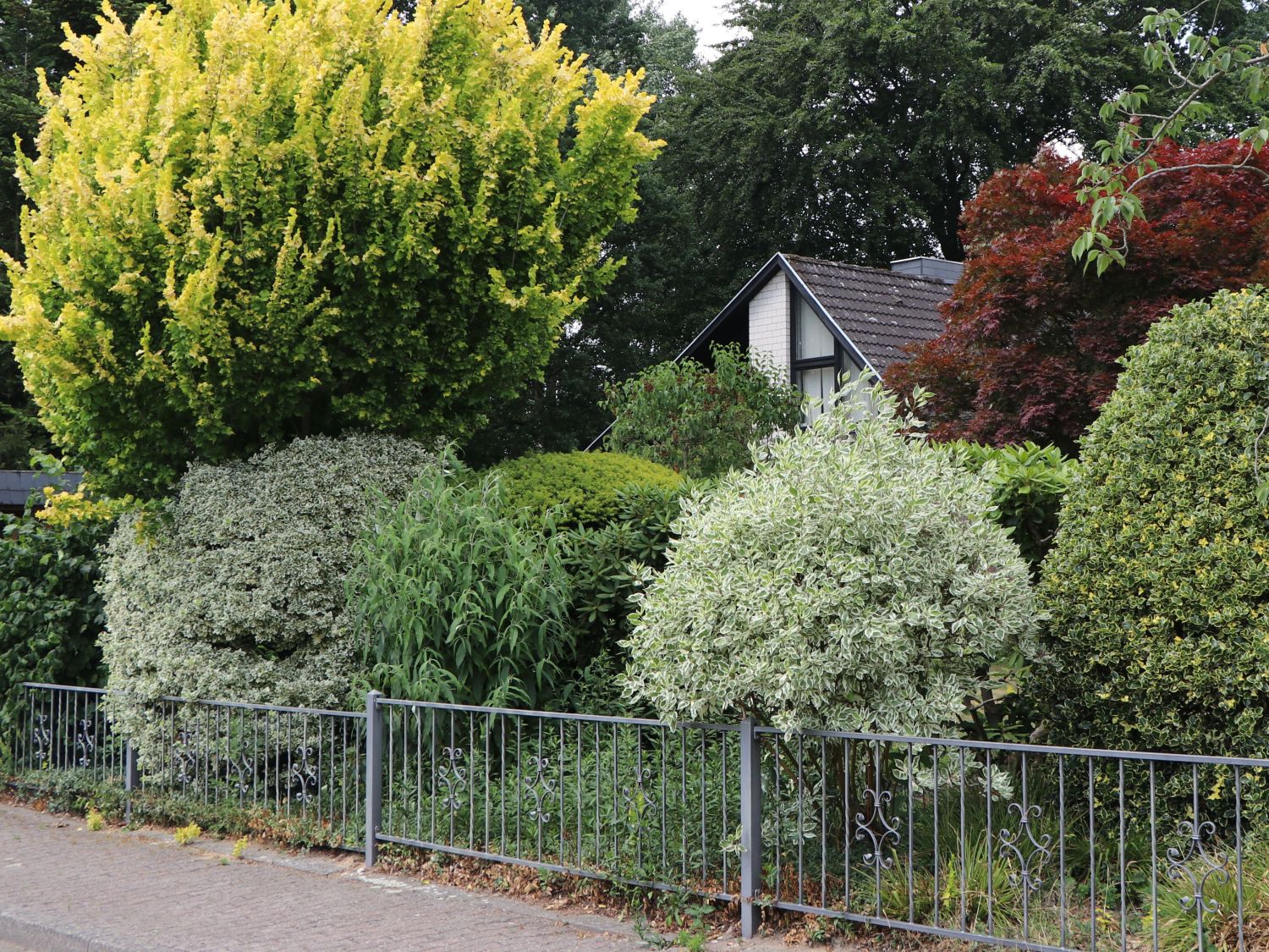 Weißbunter Hartriegel Buntstifter 'Elegantissima' - Cornus alba Buntstifter 'Elegantissima'