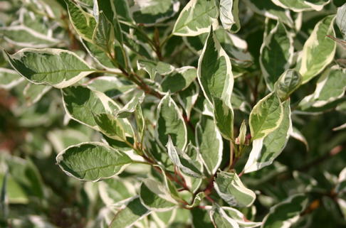 Weißbunter Hartriegel 'Elegantissima' - Cornus alba 'Elegantissima'