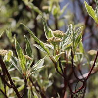 Weißbunter Hartriegel 'Elegantissima' - Cornus alba 'Elegantissima'