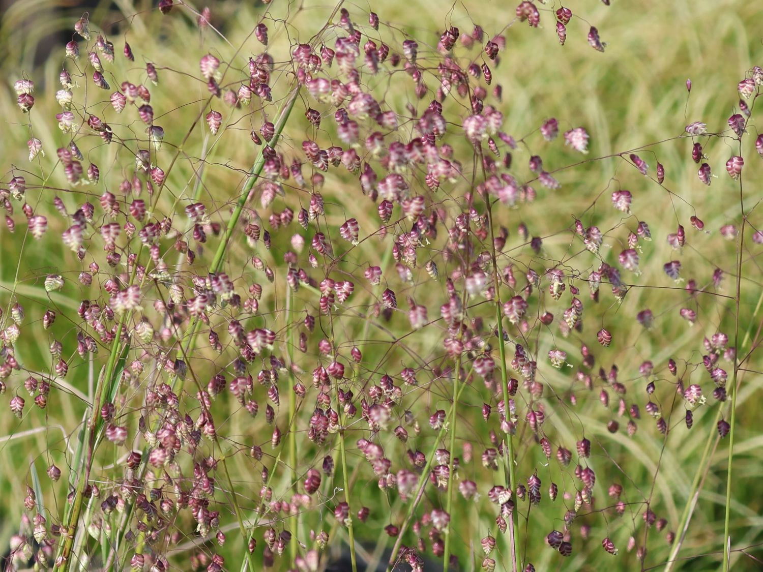 Weißbuntes Zittergras 'Zitterzebra'
