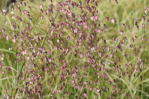Weißbuntes Zittergras 'Zitterzebra' - Briza media 'Zitterzebra'