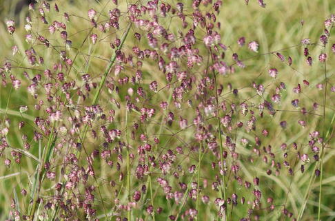 Weißbuntes Zittergras 'Zitterzebra' - Briza media 'Zitterzebra'