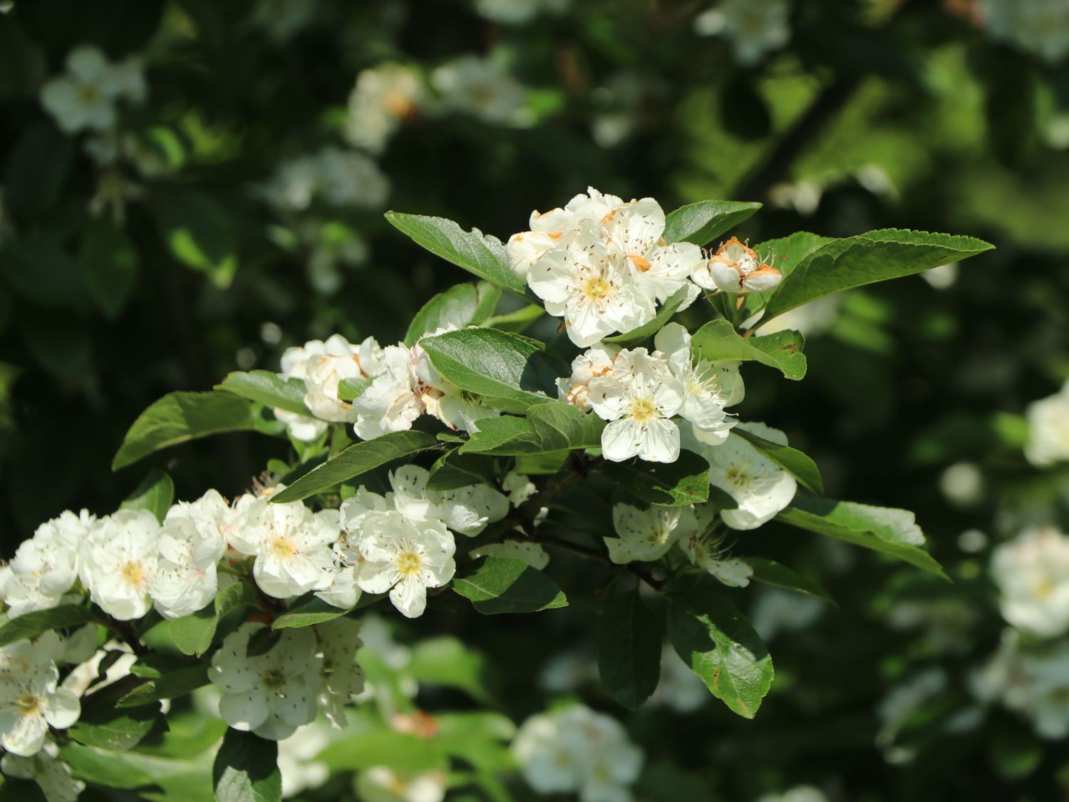 Crataegomespilus (Crataegomespilus)