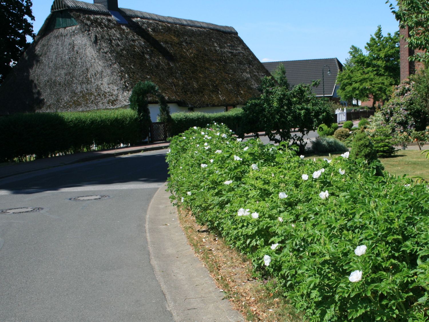 Weiße Apfelrose 'Alba' /- Kartoffelrose /- Hagebutte - Rosa rugosa 'Alba'