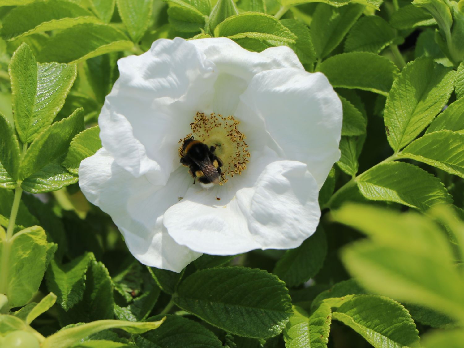 Weiße Apfelrose 'Alba' /- Kartoffelrose /- Hagebutte - Rosa rugosa 'Alba'