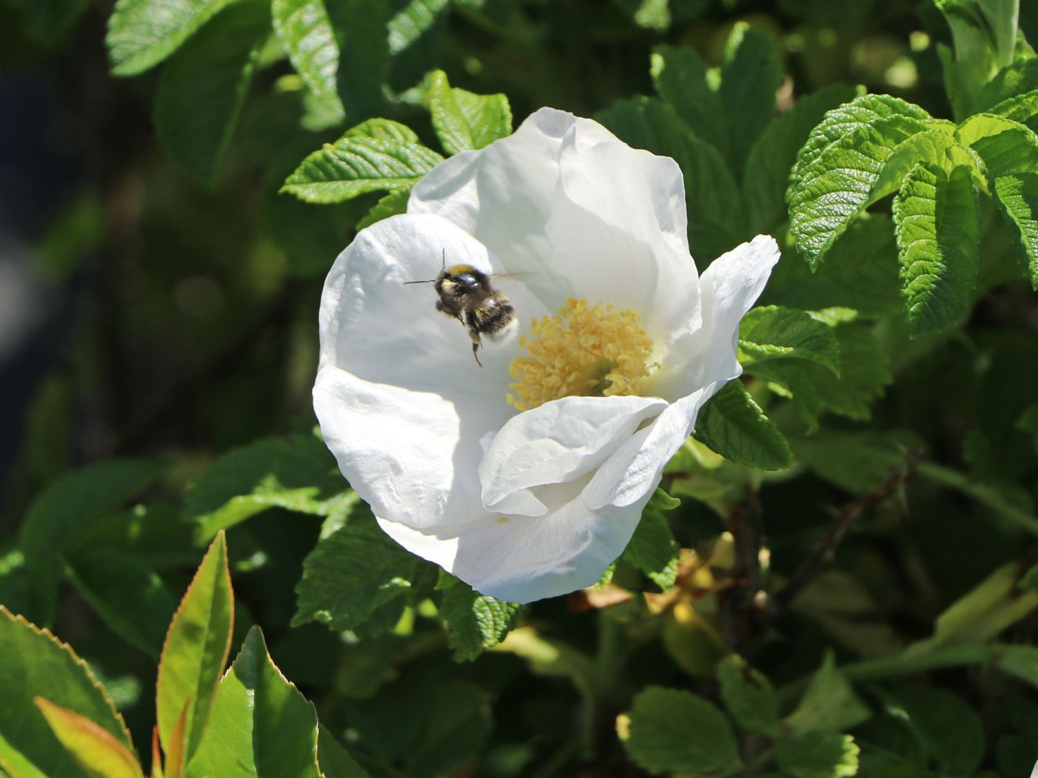 Weiße Apfelrose 'Alba' /- Kartoffelrose /- Hagebutte - Rosa rugosa 'Alba'