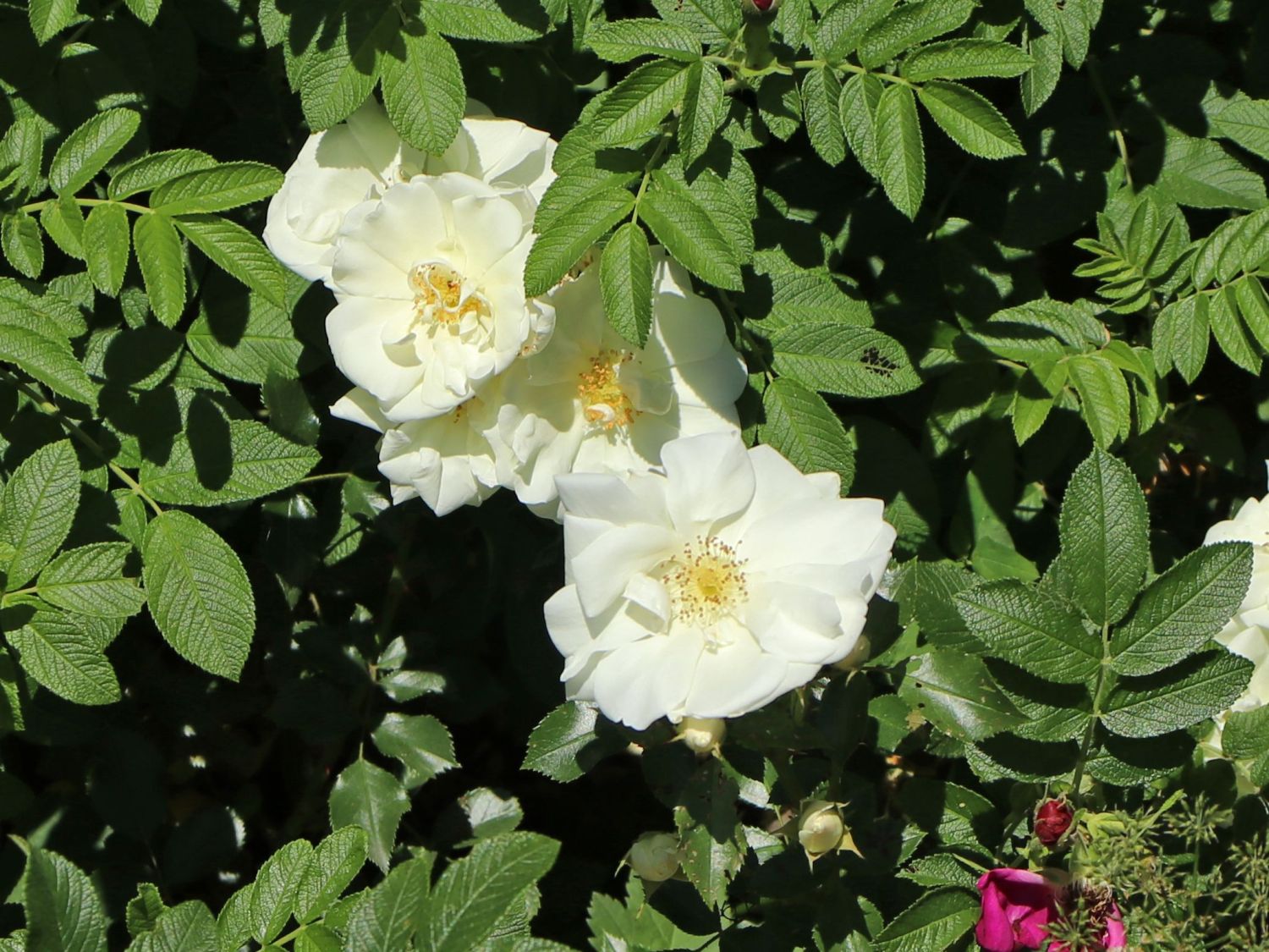 Weiße Apfelrose 'Alba' /- Kartoffelrose /- Hagebutte - Rosa rugosa 'Alba'