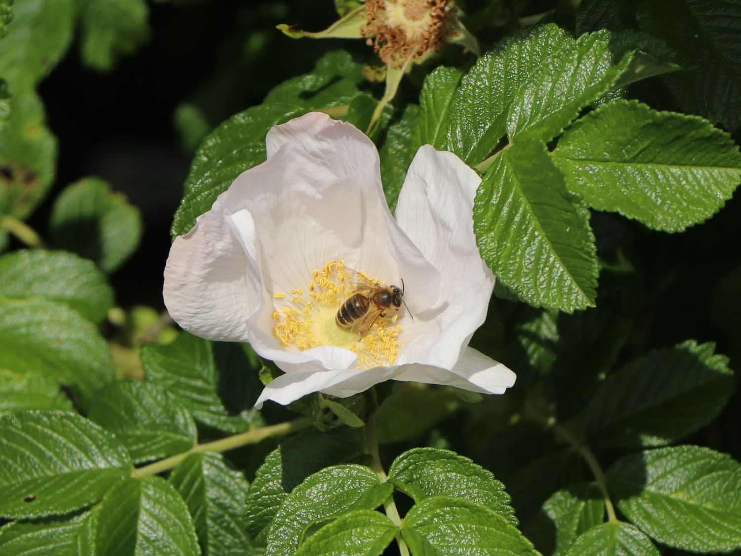 Weiße Apfelrose 'Alba' /- Kartoffelrose /- Hagebutte - Rosa rugosa 'Alba'