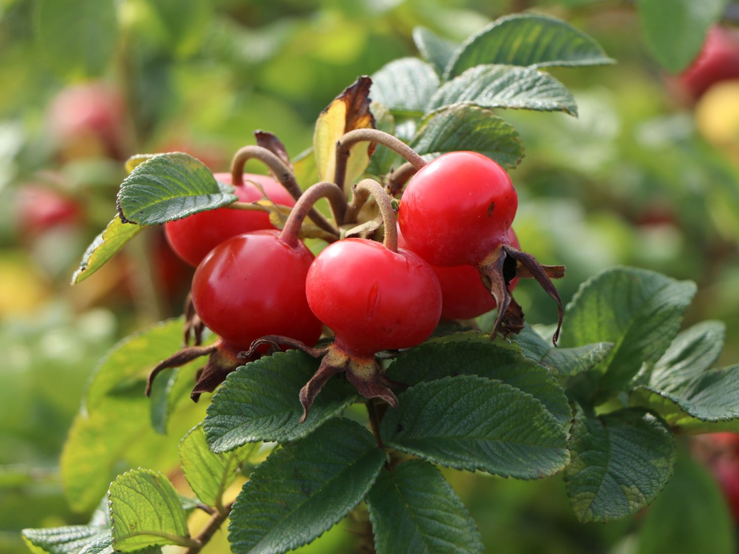 Weiße Apfelrose 'Alba' /- Kartoffelrose /- Hagebutte - Rosa rugosa 'Alba'