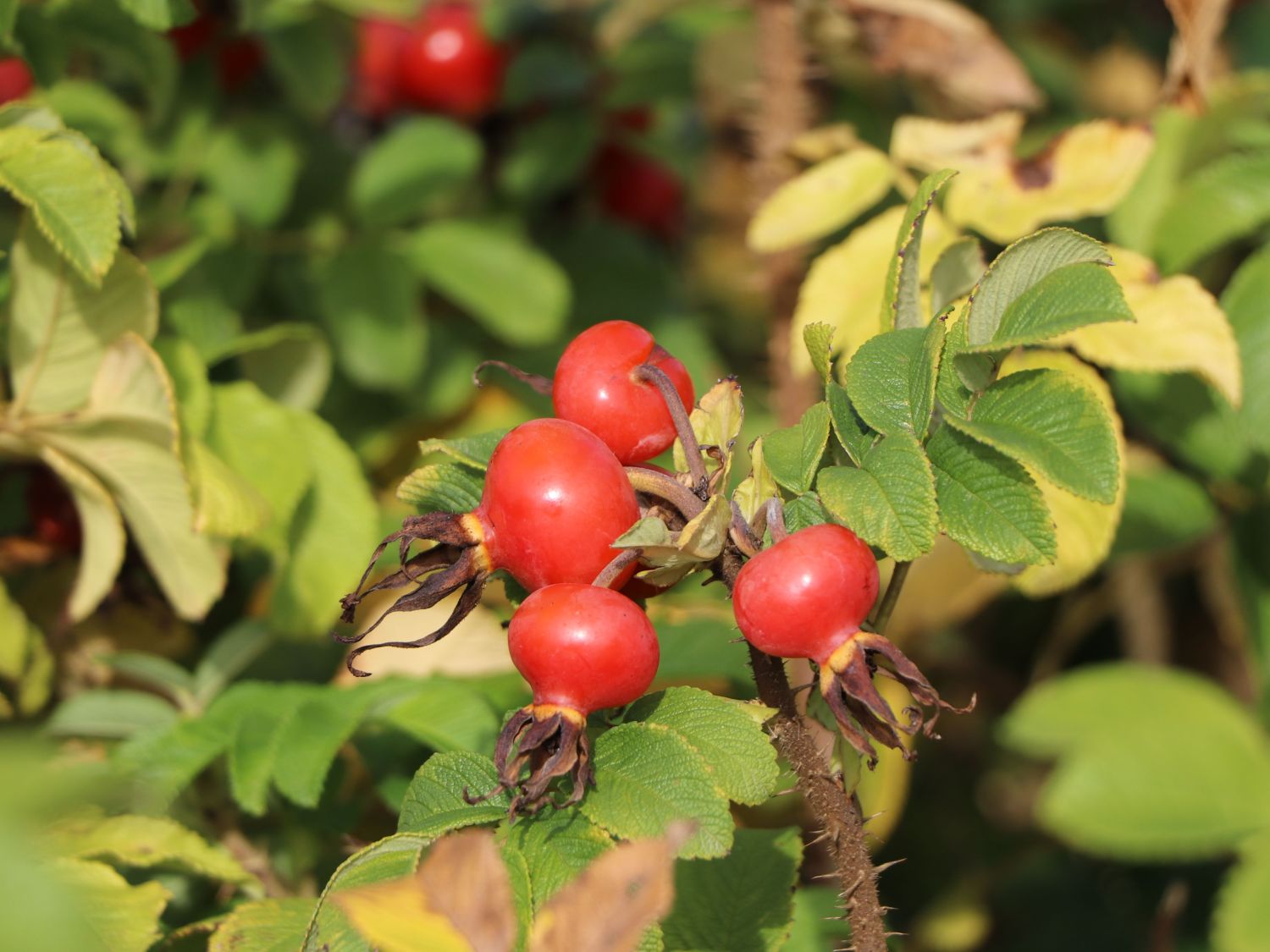 Weiße Apfelrose 'Alba' /- Kartoffelrose /- Hagebutte - Rosa rugosa 'Alba'