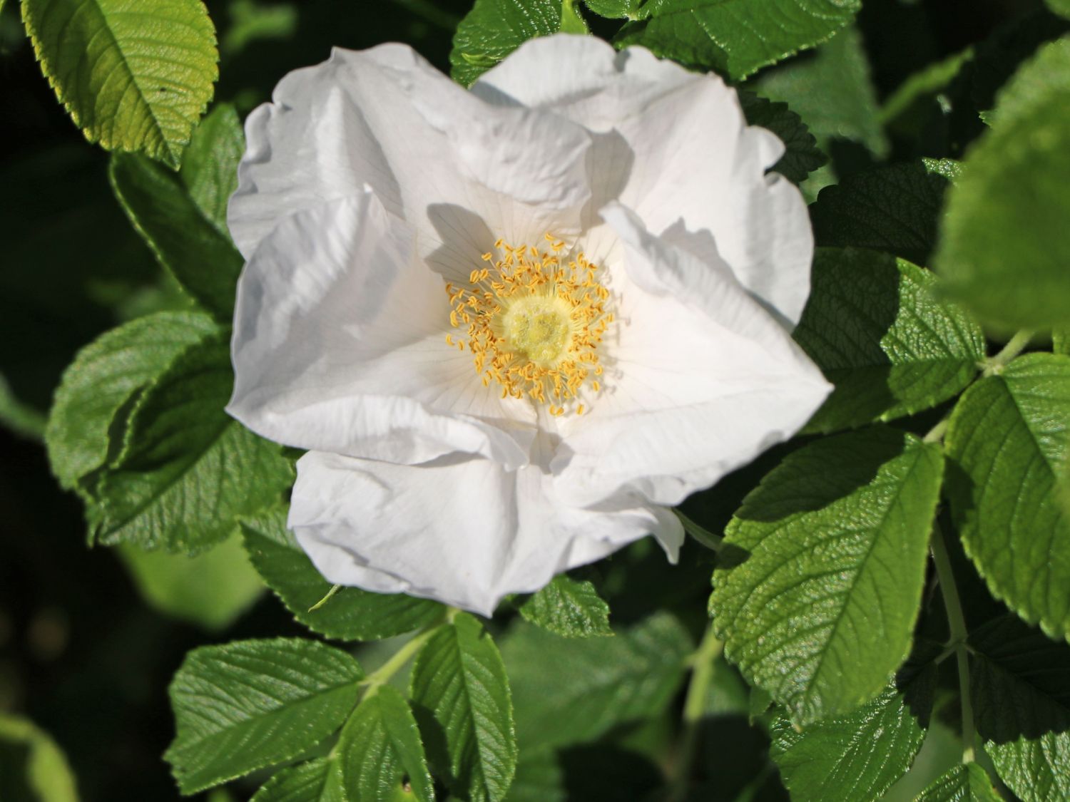 Weiße Apfelrose 'Alba' /- Kartoffelrose /- Hagebutte - Rosa rugosa 'Alba'