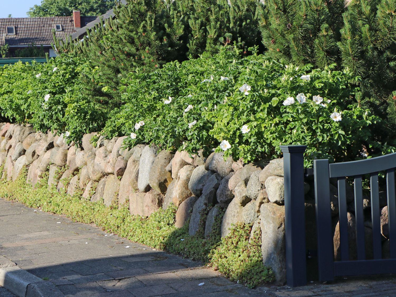 Weiße Apfelrose 'Alba' /- Kartoffelrose /- Hagebutte - Rosa rugosa 'Alba'