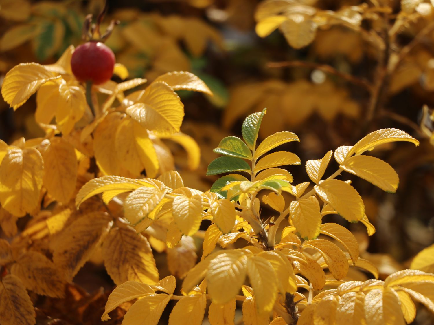 Weiße Apfelrose 'Alba' /- Kartoffelrose /- Hagebutte - Rosa rugosa 'Alba'