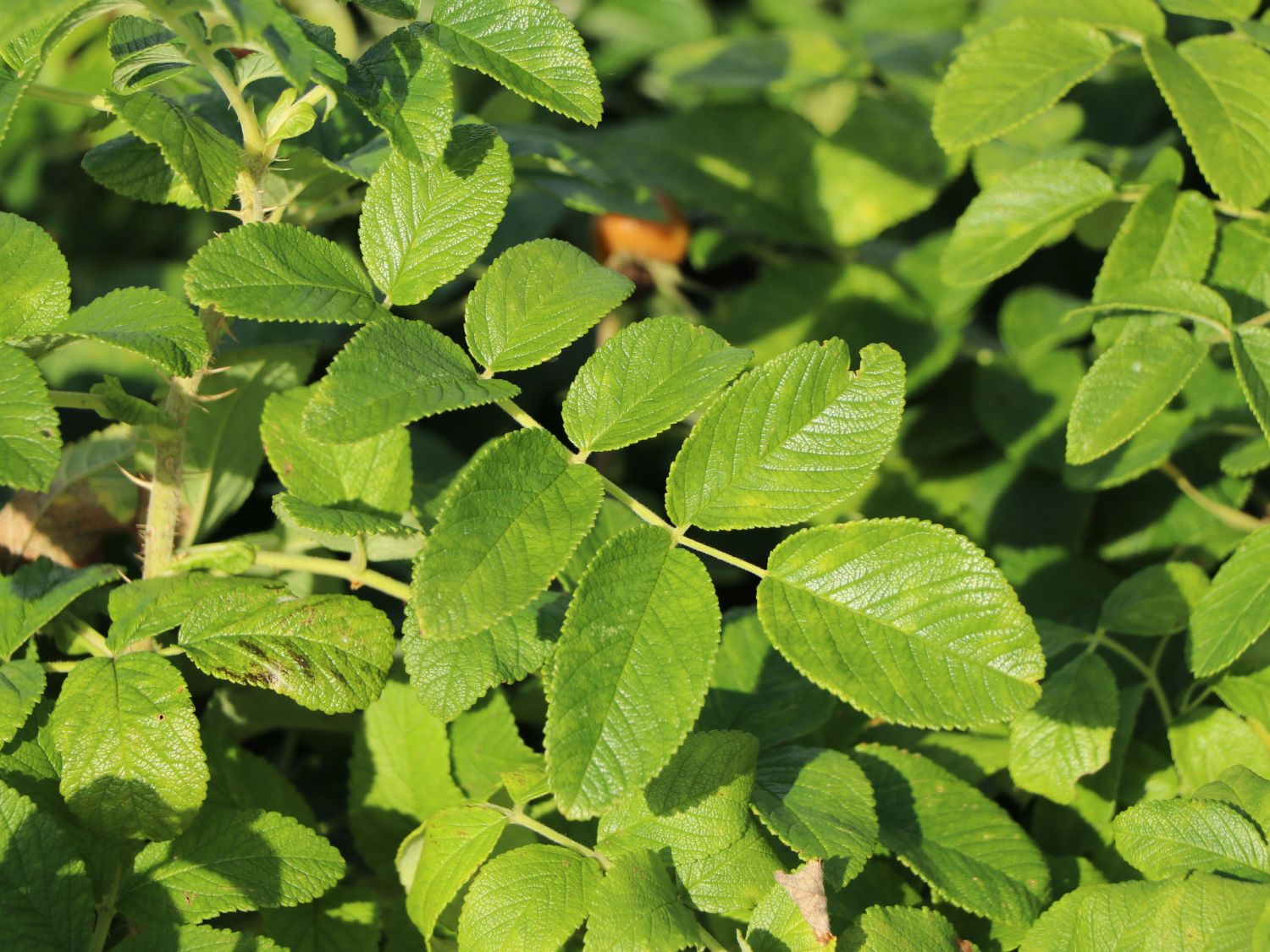Weiße Apfelrose 'Alba' /- Kartoffelrose /- Hagebutte - Rosa rugosa 'Alba'