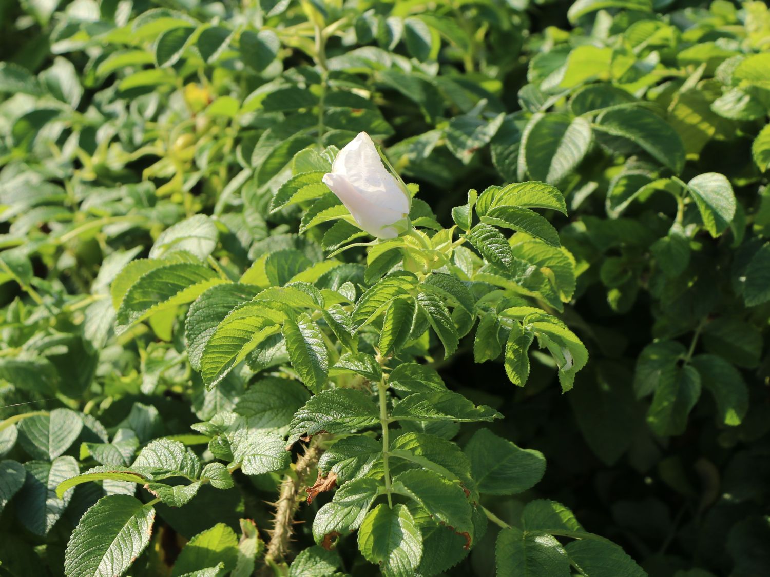 Weiße Apfelrose 'Alba' /- Kartoffelrose /- Hagebutte - Rosa rugosa 'Alba'