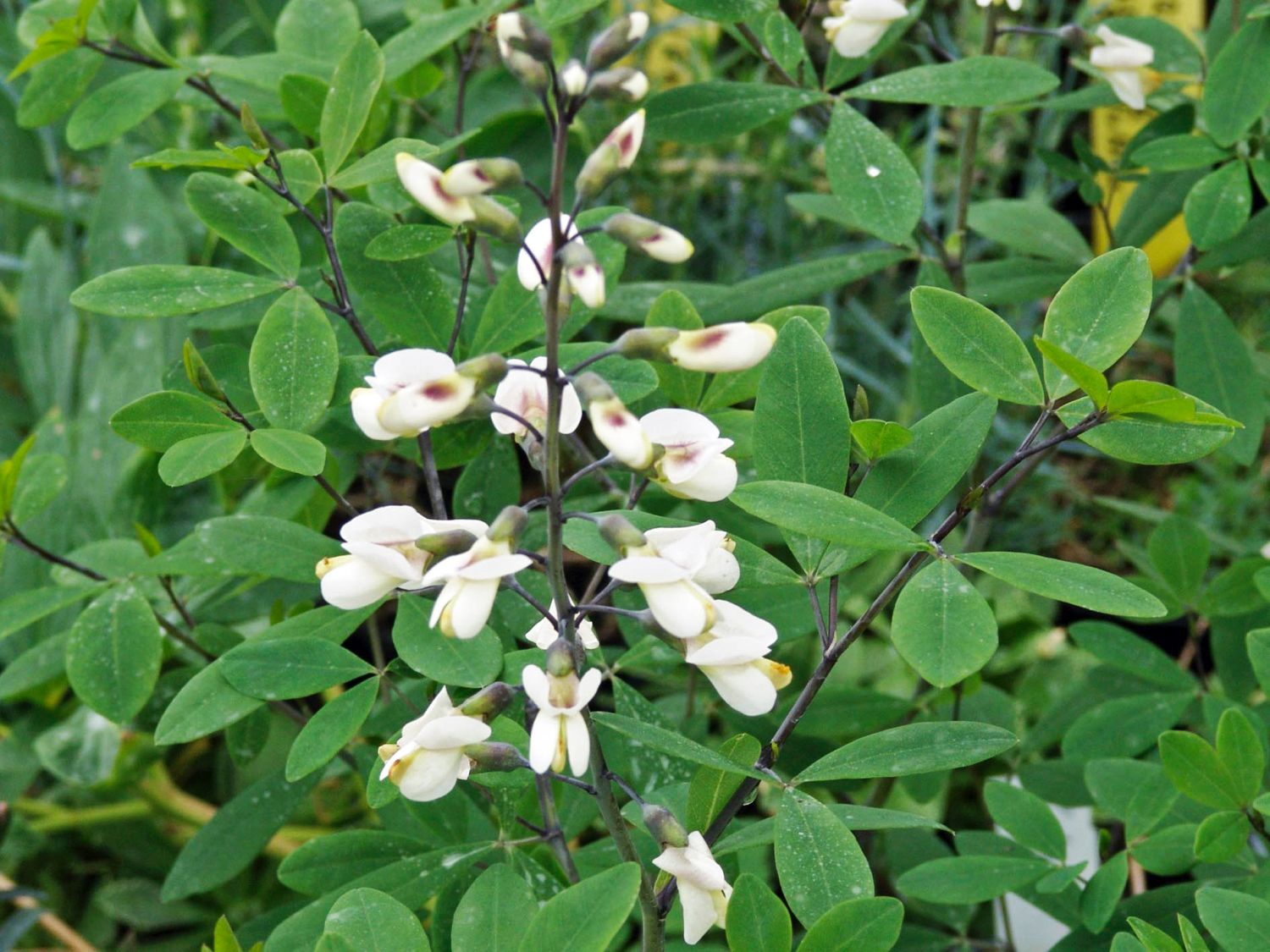 Weiße Färberhülse