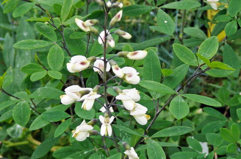 Weiße Färberhülse - Baptisia alba var. macrophylla