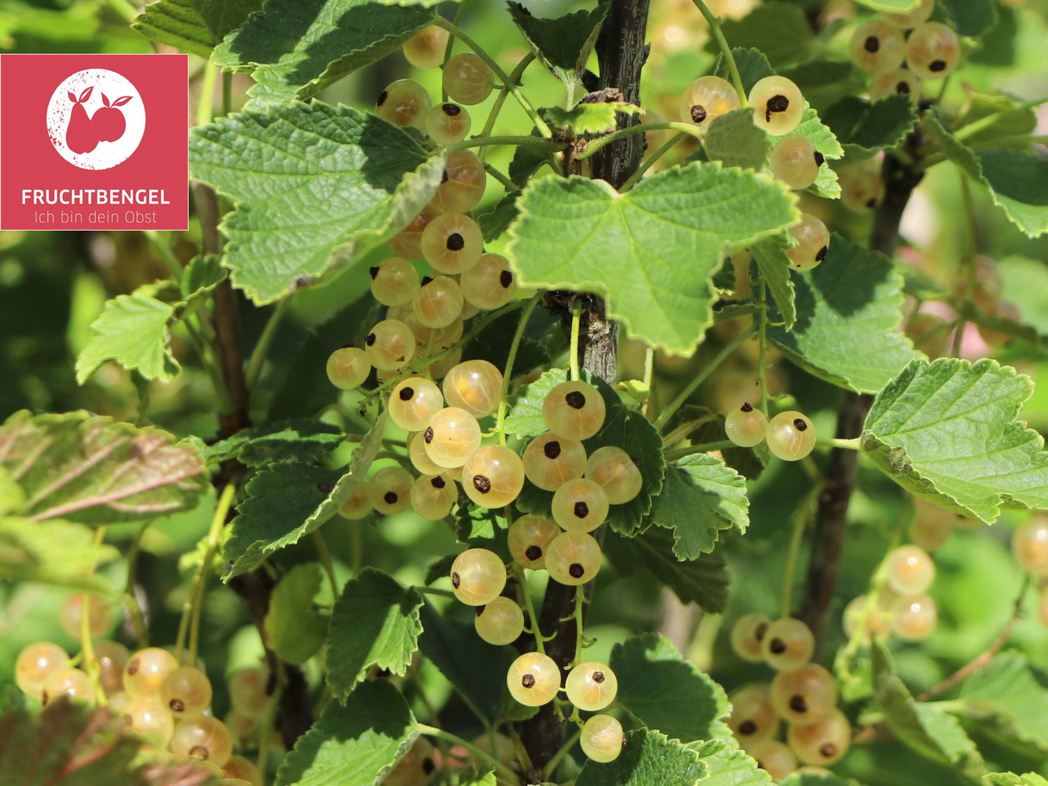 Weiße Johannisbeeren Baumschule Horstmann
