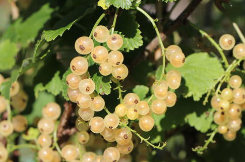Weiße Johannisbeere 'Weiße Versailler' - Ribes rubrum 'Weiße Versailler'