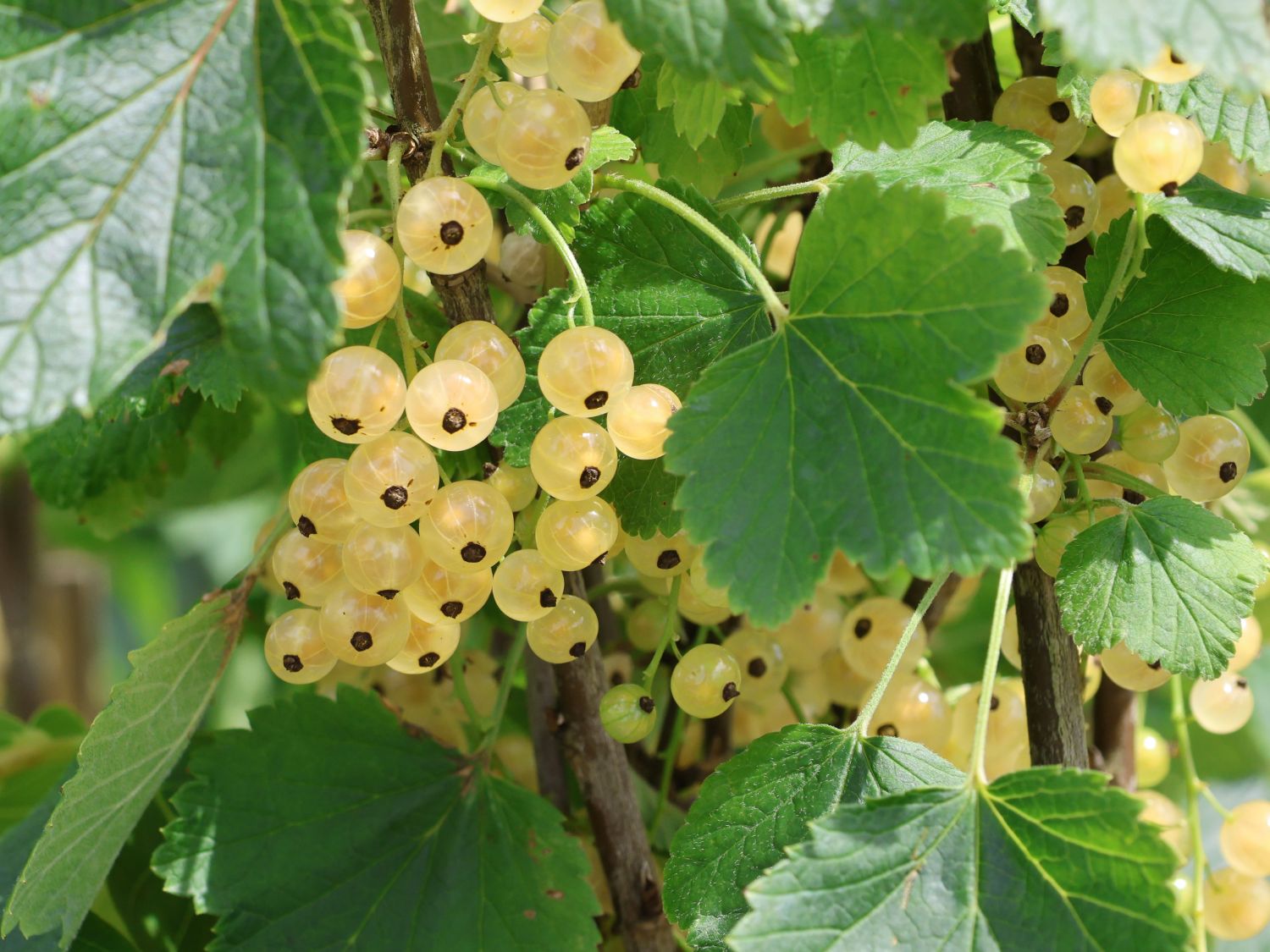 Weiße Johannisbeere 'Werdavia' - Ribes rubrum 'Werdavia'