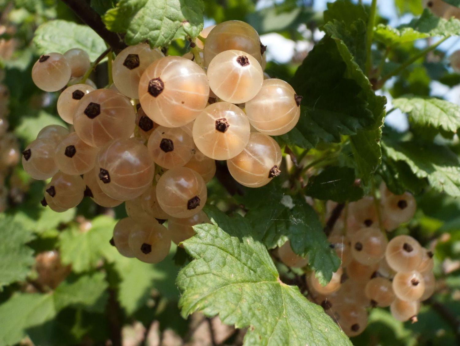 Weiße Johannisbeere 'Zitavia'