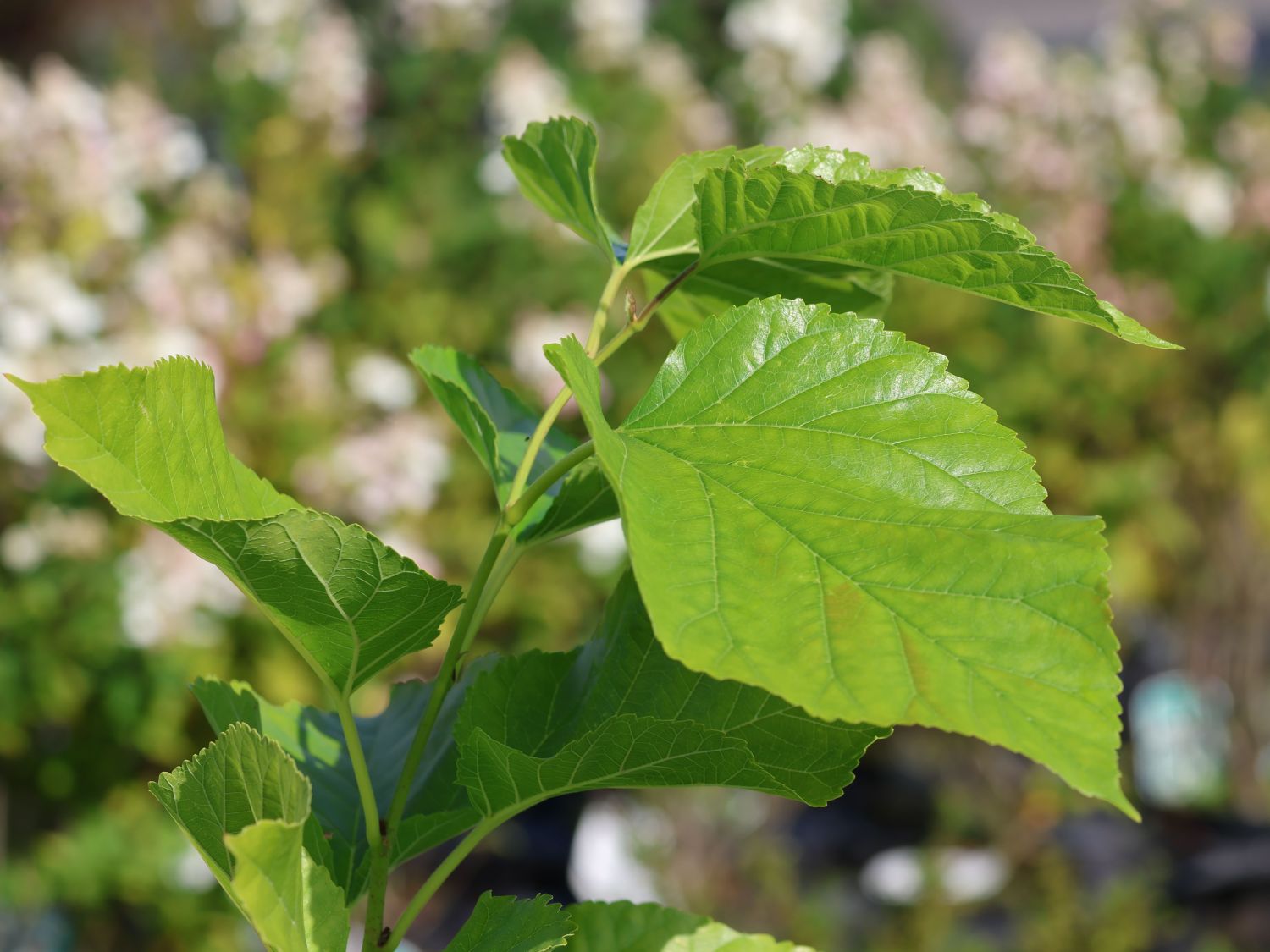 Weiße Maulbeere 'Gelso Bianco'