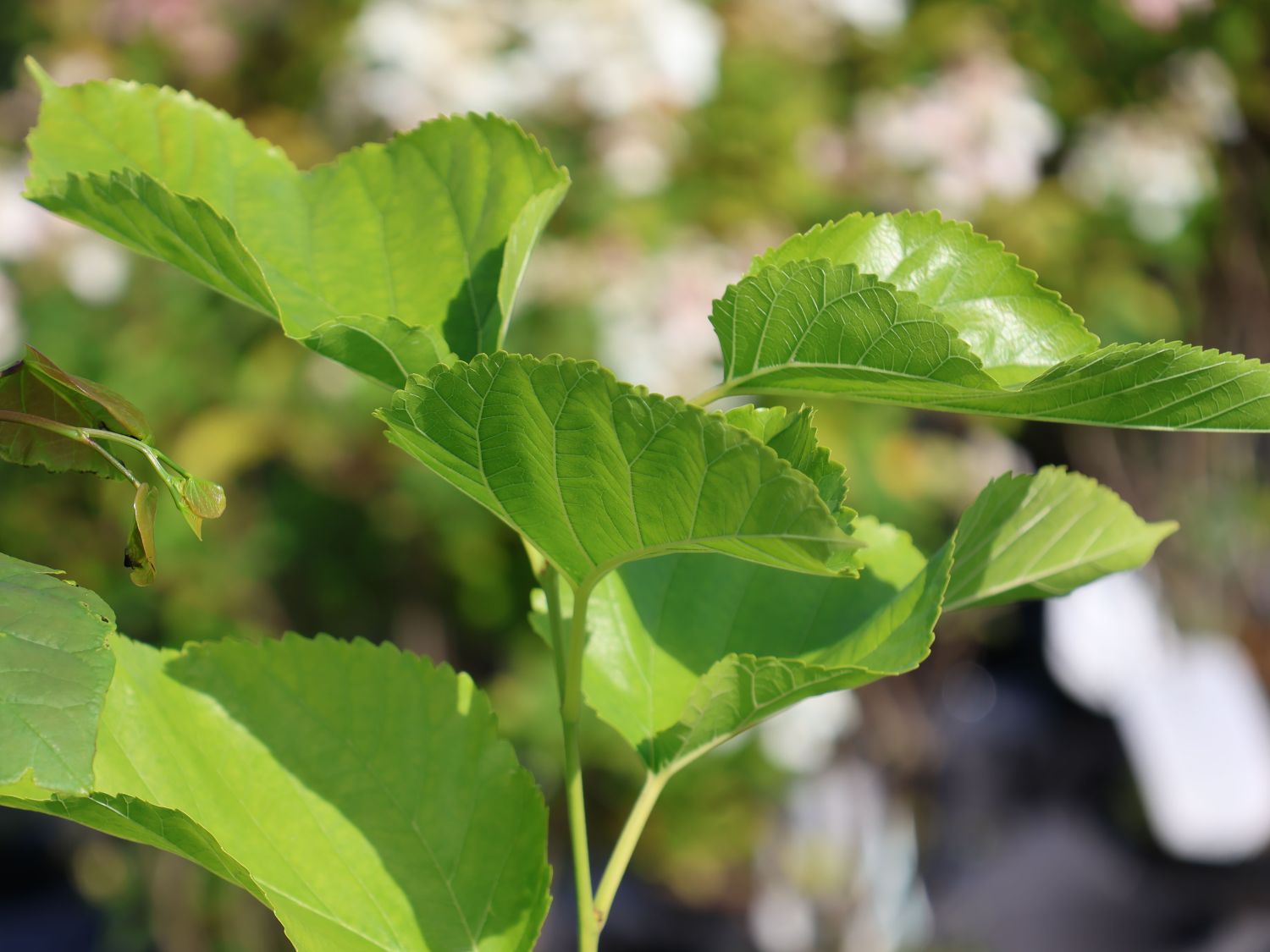 Weiße Maulbeere 'Gelso Bianco' - Morus alba 'Gelso Bianco'