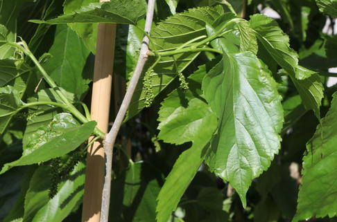 Kaiser-Maulbeere 'Giant Fruit' - Morus macroura 'Giant Fruit'
