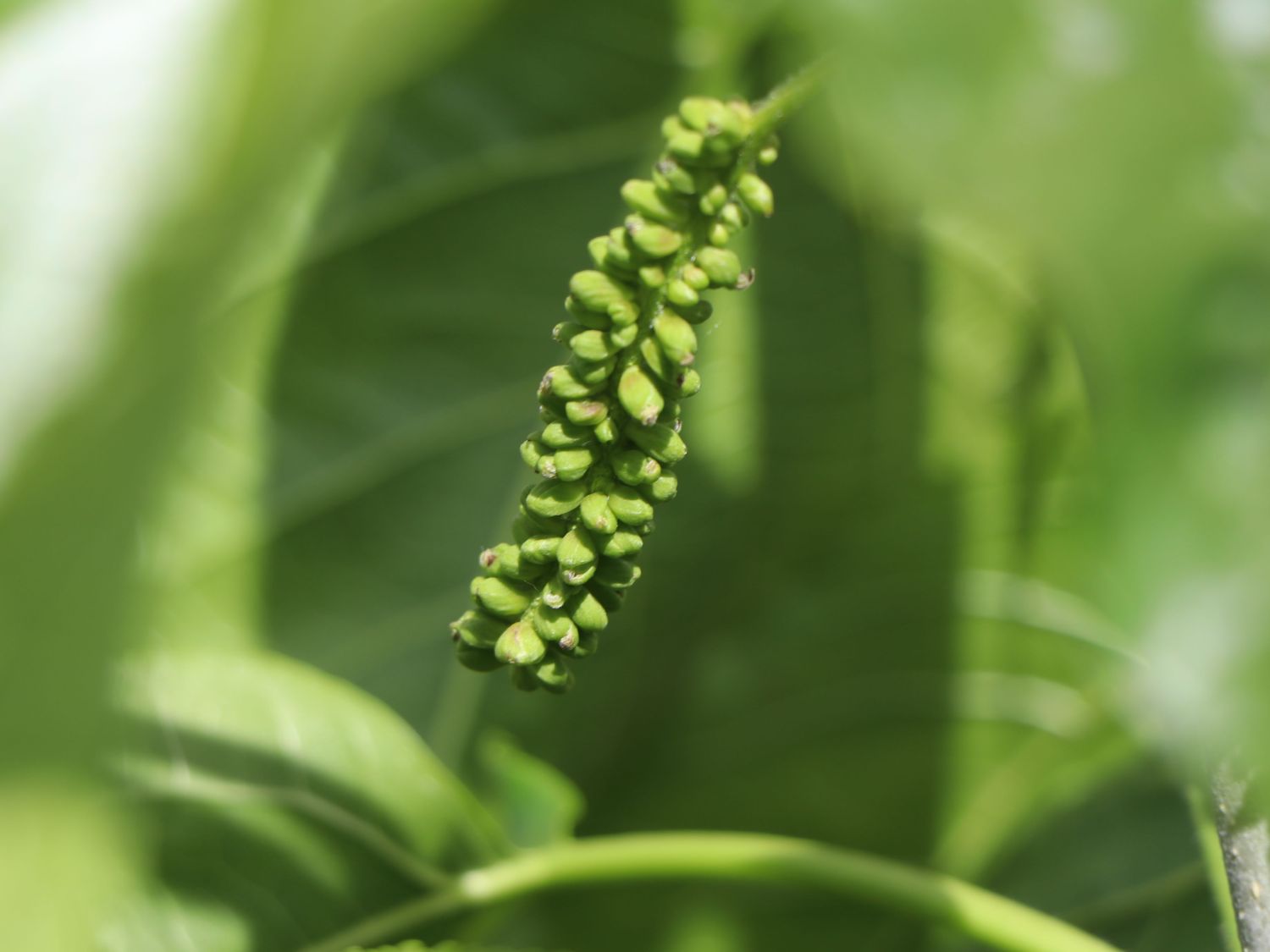 Kaiser-Maulbeere 'Giant Fruit' - Morus macroura 'Giant Fruit'