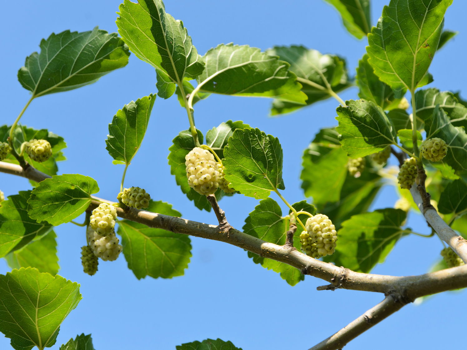 Weiße Maulbeere - Morus alba